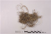 藏品(分枝石蕊)的圖片